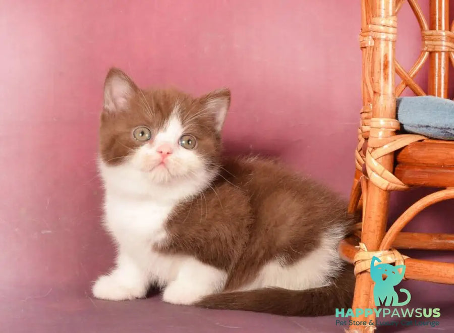 Geneva British Shorthair female chocolate bicolour - live animals