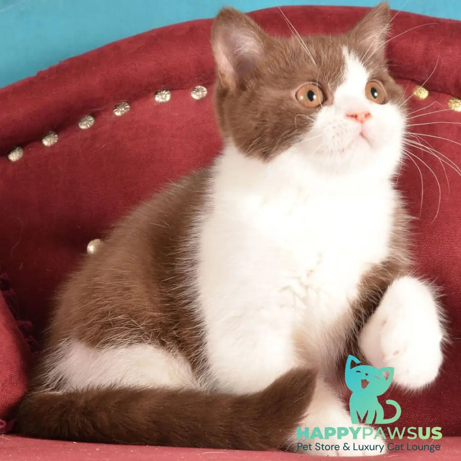 Geneva British Shorthair female chocolate bicolour - live animals
