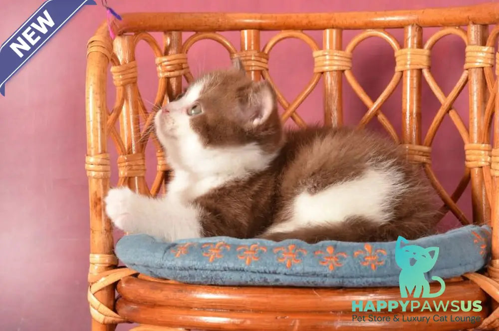 Geneva British Shorthair female chocolate bicolour - live animals