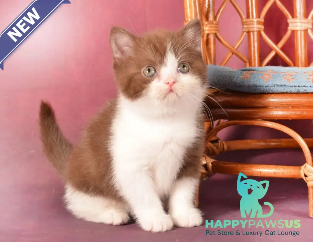 Geneva British Shorthair female chocolate bicolour - live animals