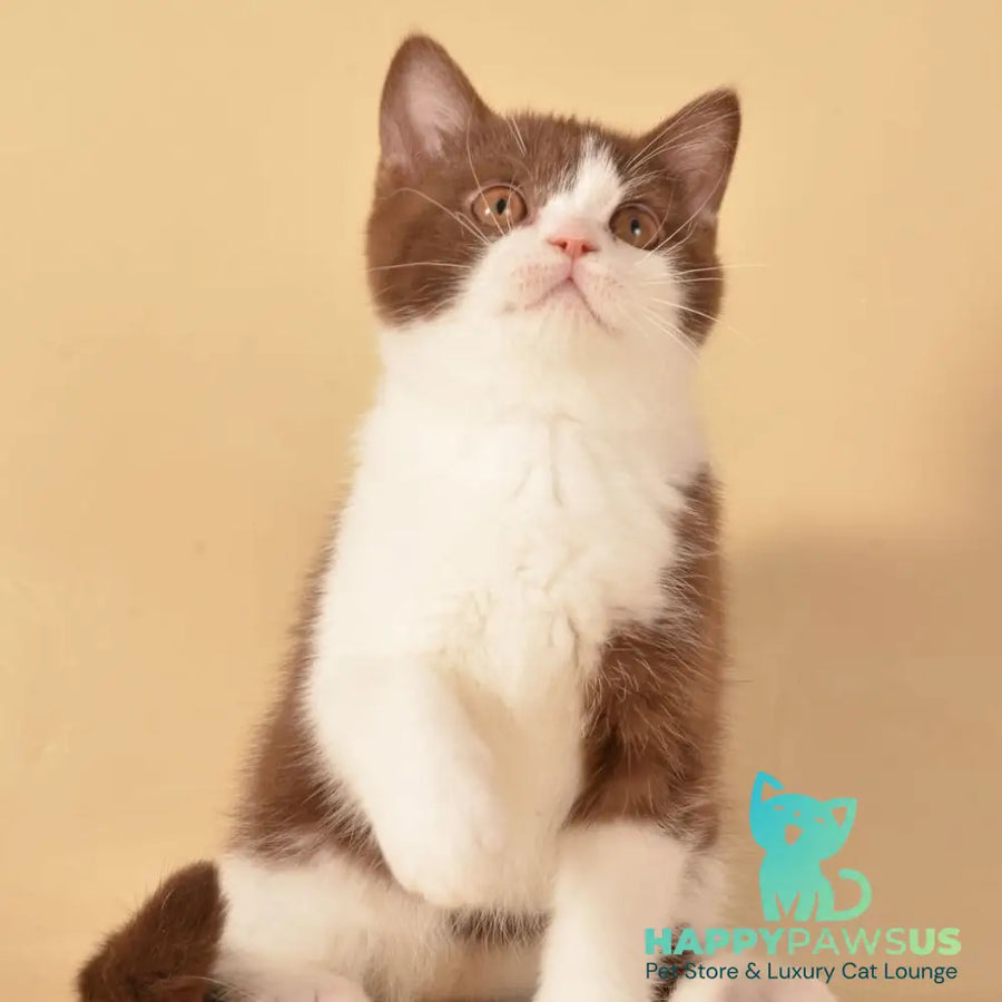 Geneva British Shorthair female chocolate bicolour - live animals