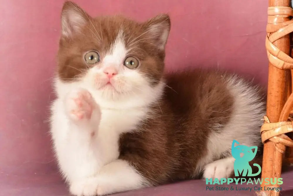 Geneva British Shorthair female chocolate bicolour - live animals