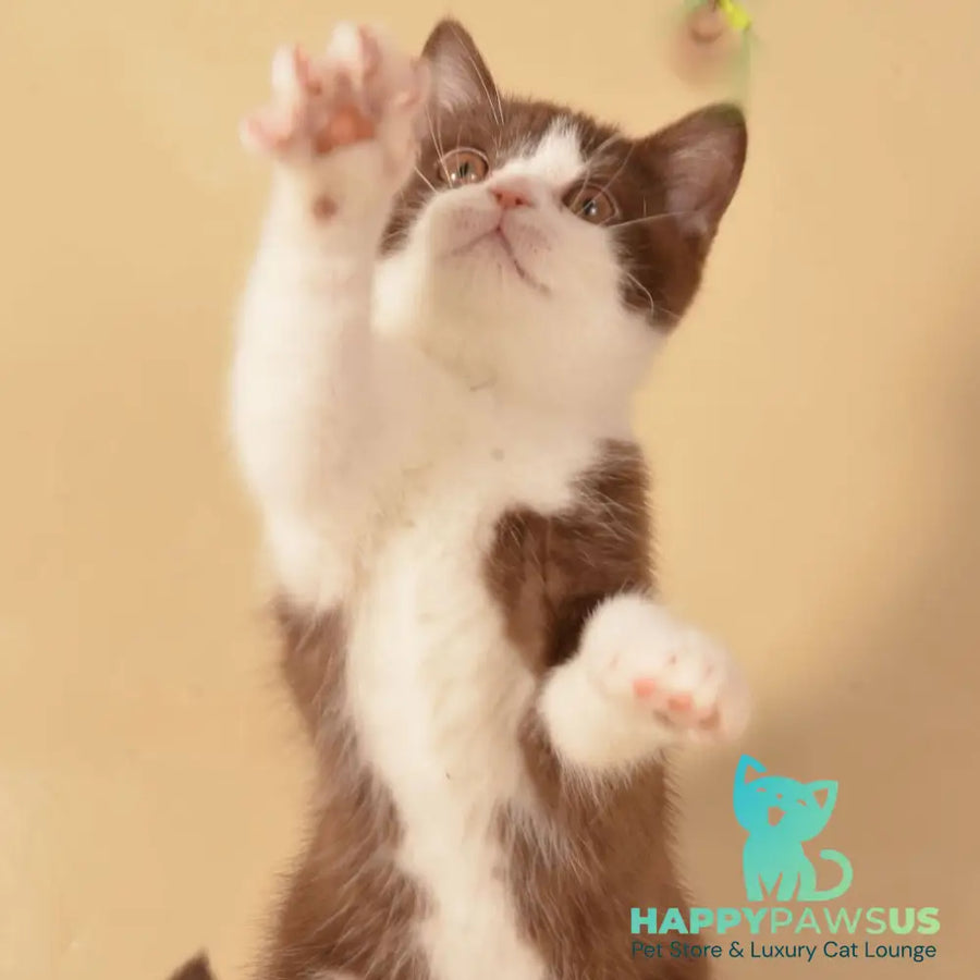 Geneva British Shorthair female chocolate bicolour - live animals