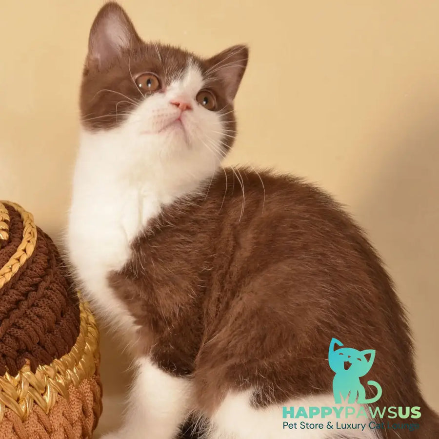 Geneva British Shorthair female chocolate bicolour - live animals
