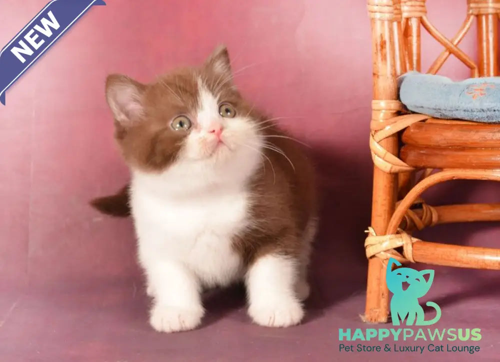Geneva British Shorthair female chocolate bicolour - live animals