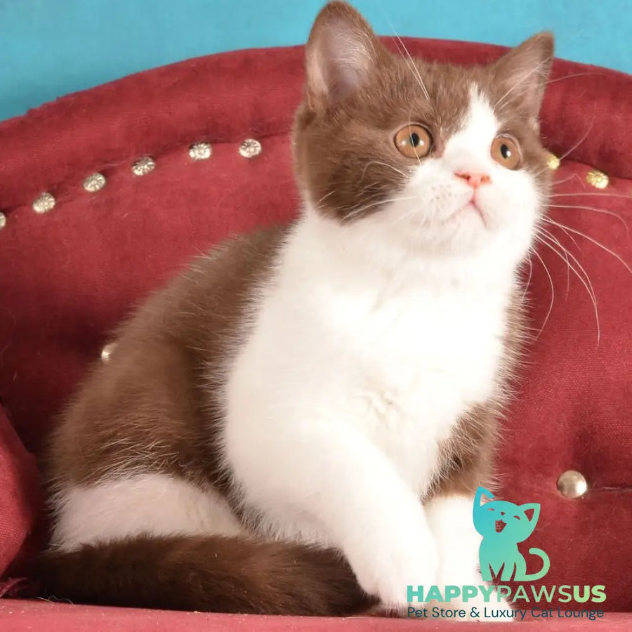 Geneva British Shorthair female chocolate bicolour - live animals