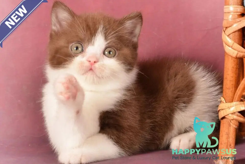 Geneva British Shorthair female chocolate bicolour - live animals