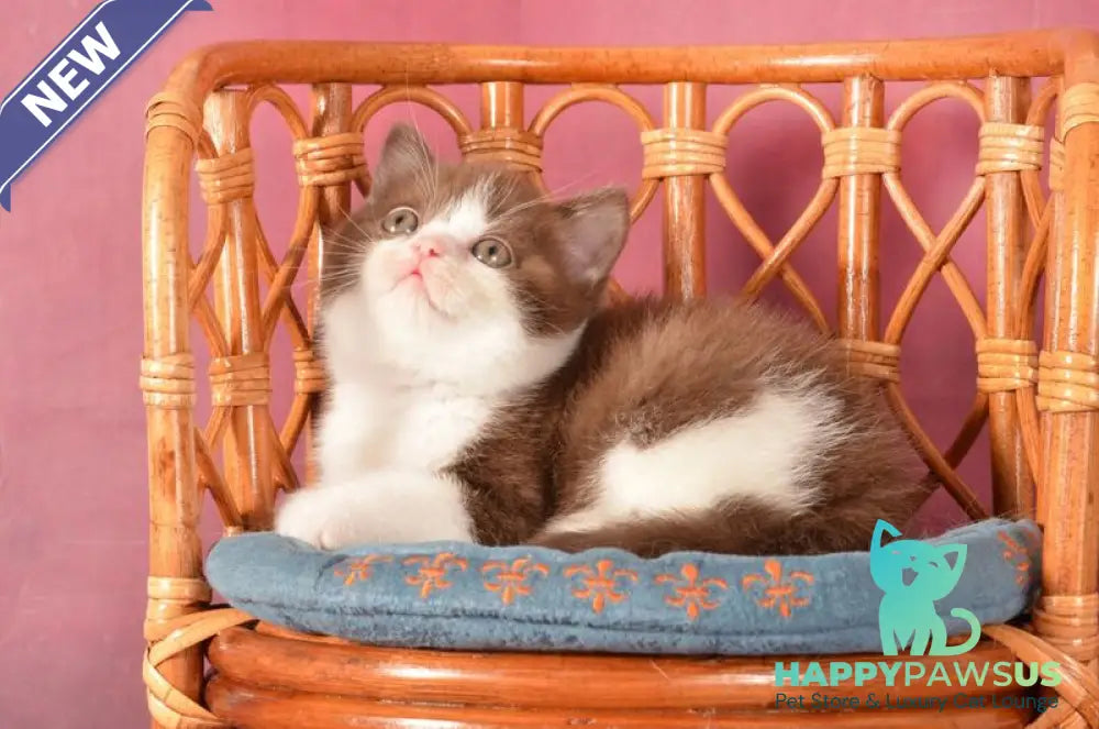Geneva British Shorthair female chocolate bicolour - live animals