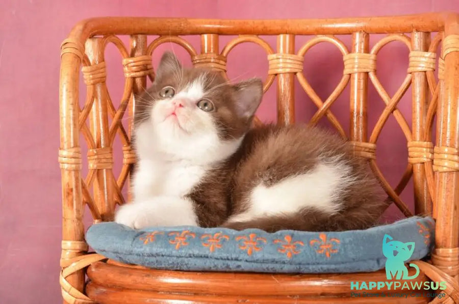 Geneva British Shorthair female chocolate bicolour - live animals