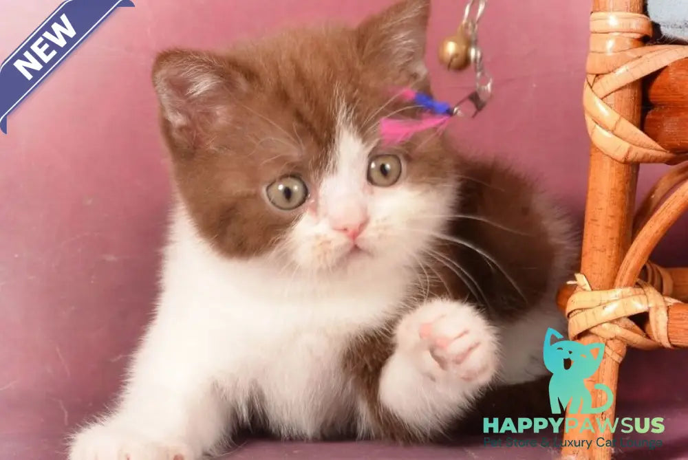Geneva British Shorthair female chocolate bicolour - live animals