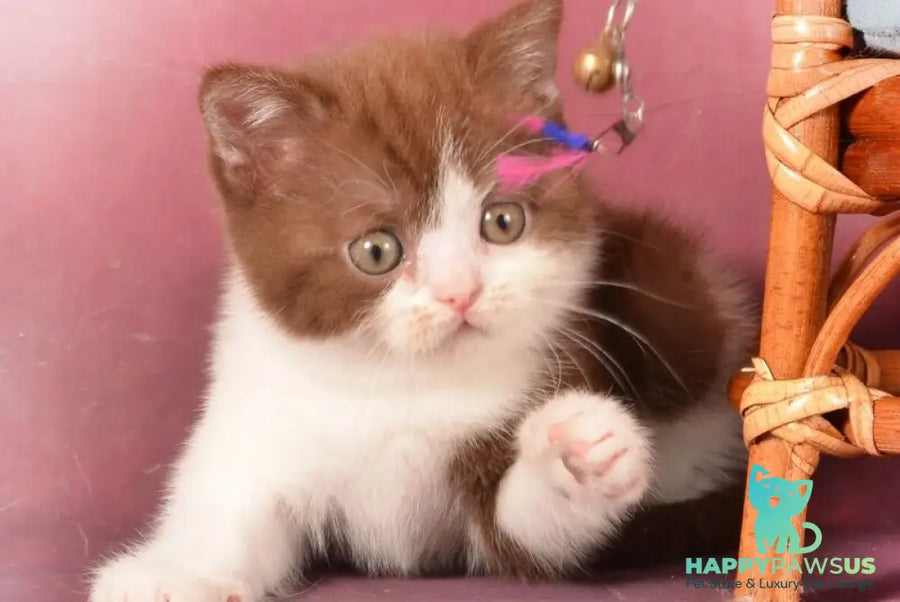 Geneva British Shorthair female chocolate bicolour - live animals