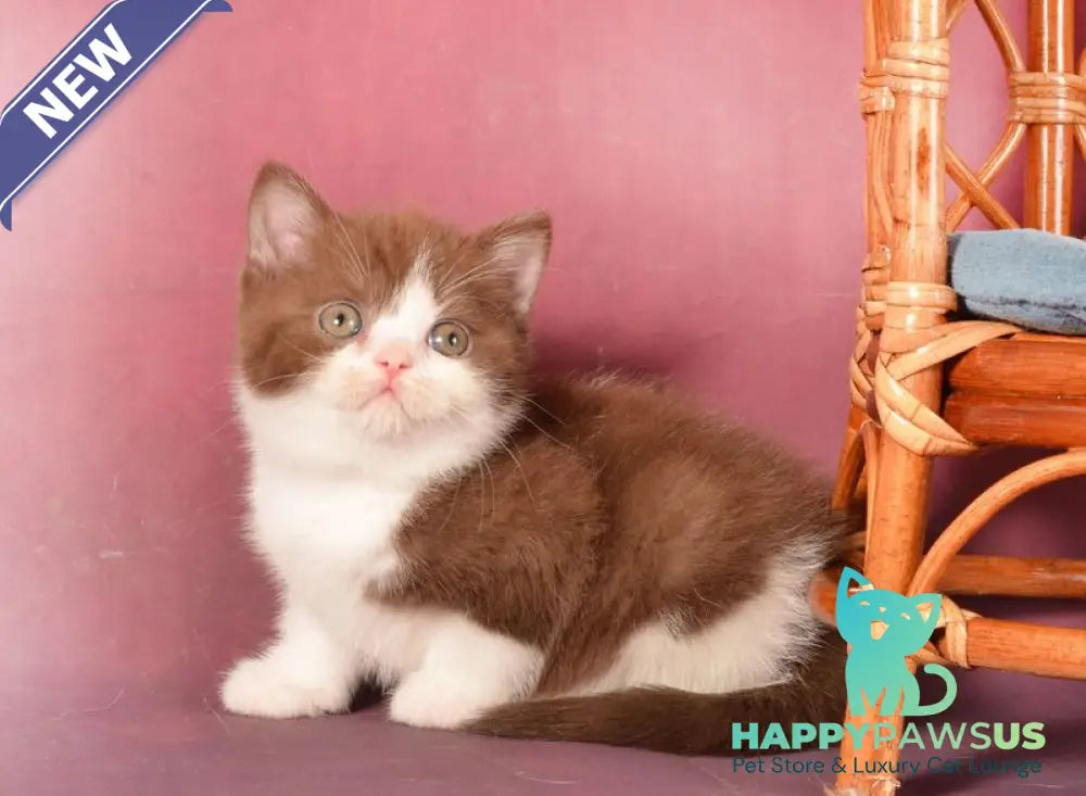 Geneva British Shorthair female chocolate bicolour - live animals