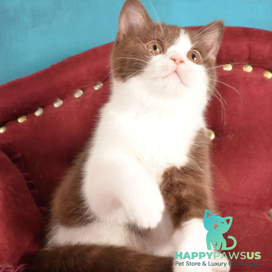 Geneva British Shorthair female chocolate bicolour - live animals
