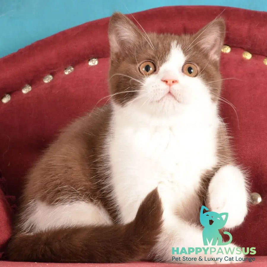 Geneva British Shorthair female chocolate bicolour - live animals