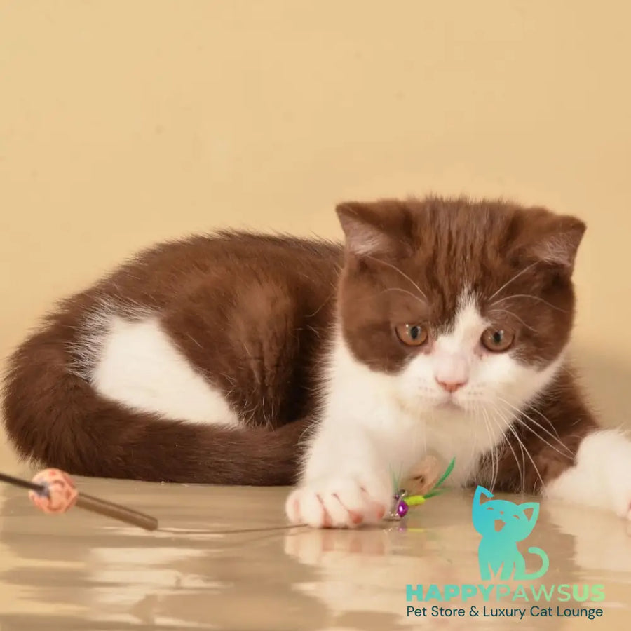 Geneva British Shorthair female chocolate bicolour - live animals