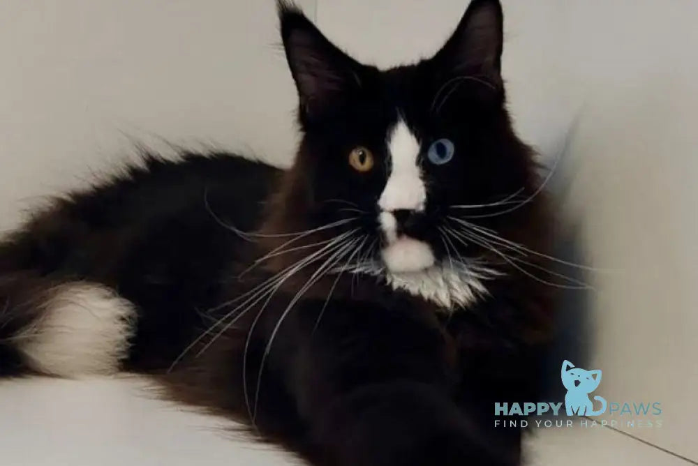 Genius Maine Coon male black with white live animals