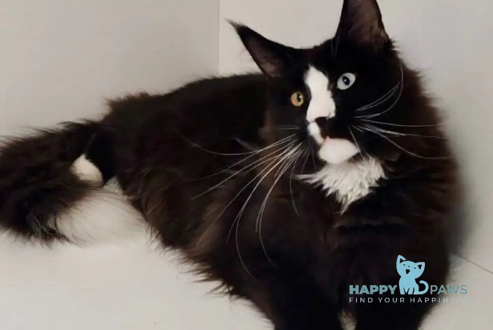 Genius Maine Coon male black with white live animals