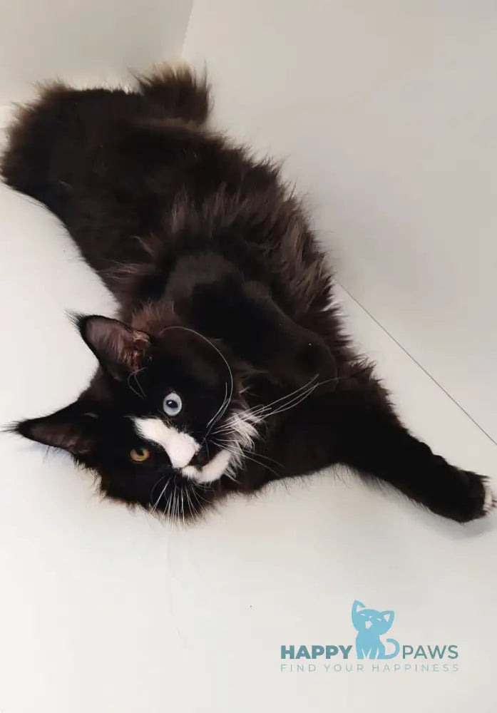 Genius Maine Coon male black with white live animals