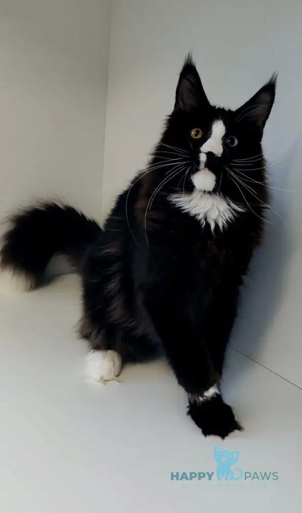 Genius Maine Coon male black with white live animals