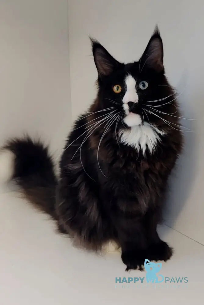 Genius Maine Coon male black with white live animals