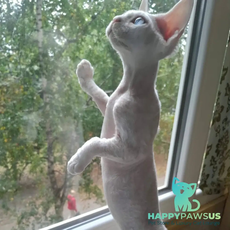 Genri Devon Rex male white - live animals