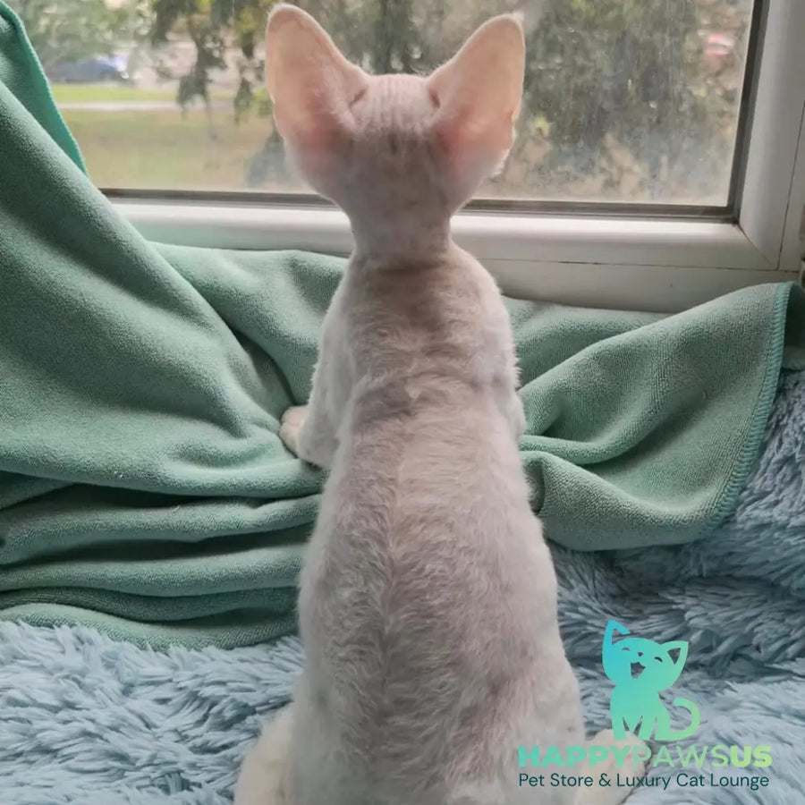 Genri Devon Rex male white - live animals