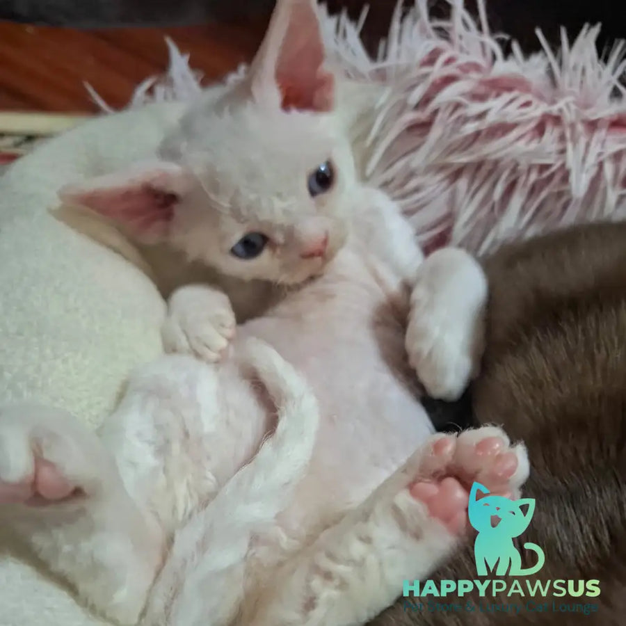 Genri Devon Rex male white - live animals