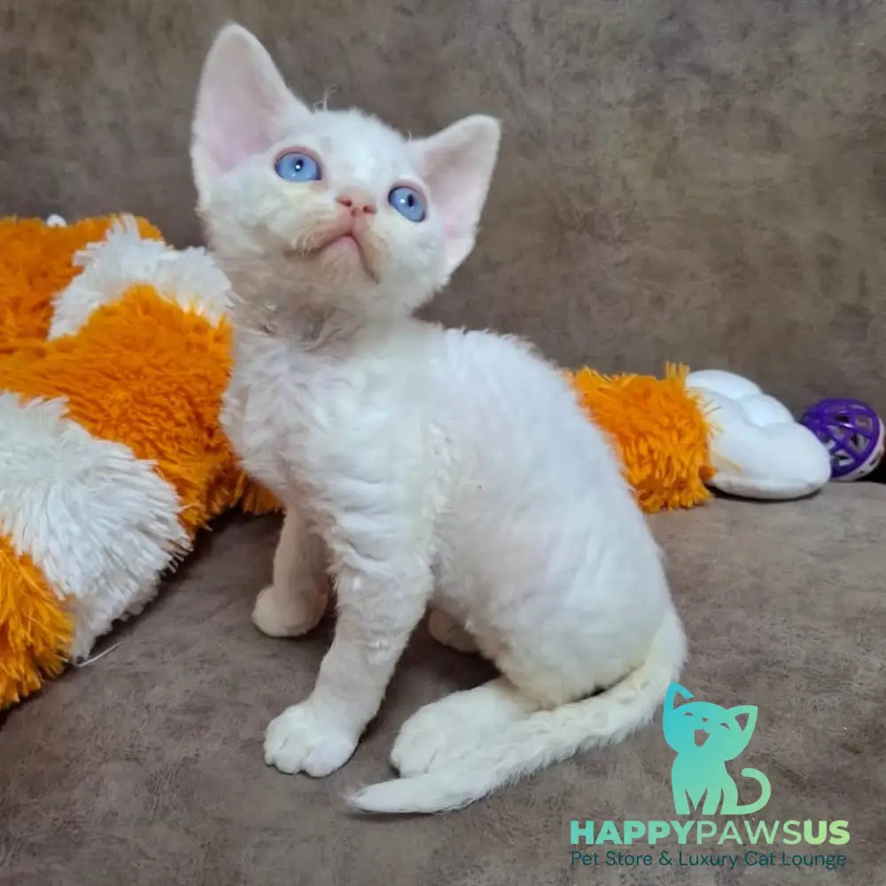 Genri Devon Rex male white - live animals