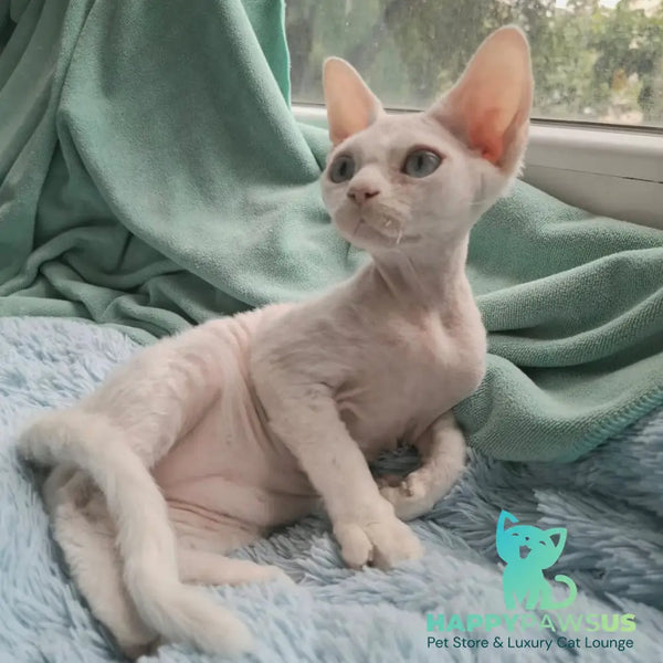 Genri Devon Rex male white - live animals