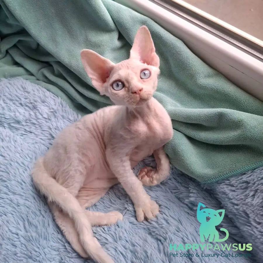 Genri Devon Rex male white - live animals