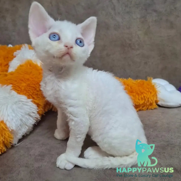 Genri Devon Rex male white - live animals