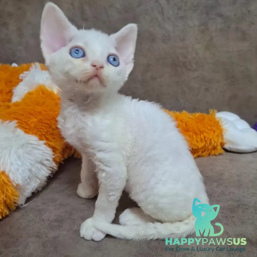 Genri Devon Rex male white - live animals