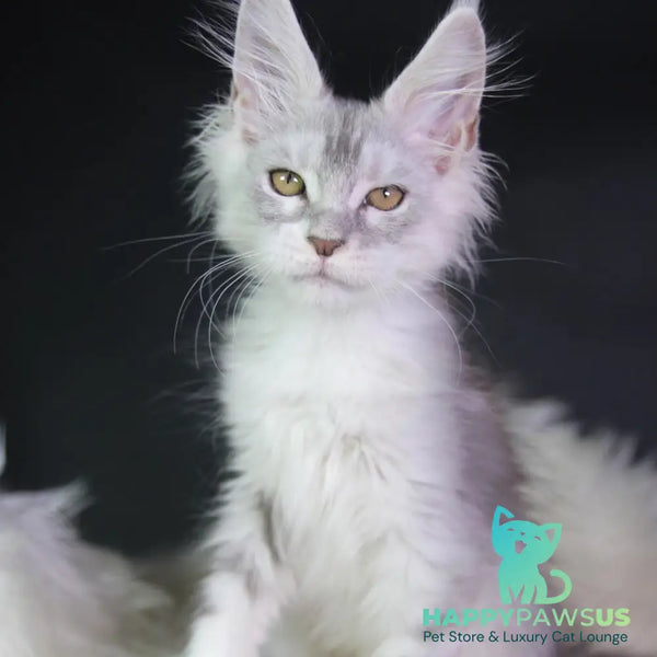 Genrietta Maine Coon female black silver tabby bicolour - live animals