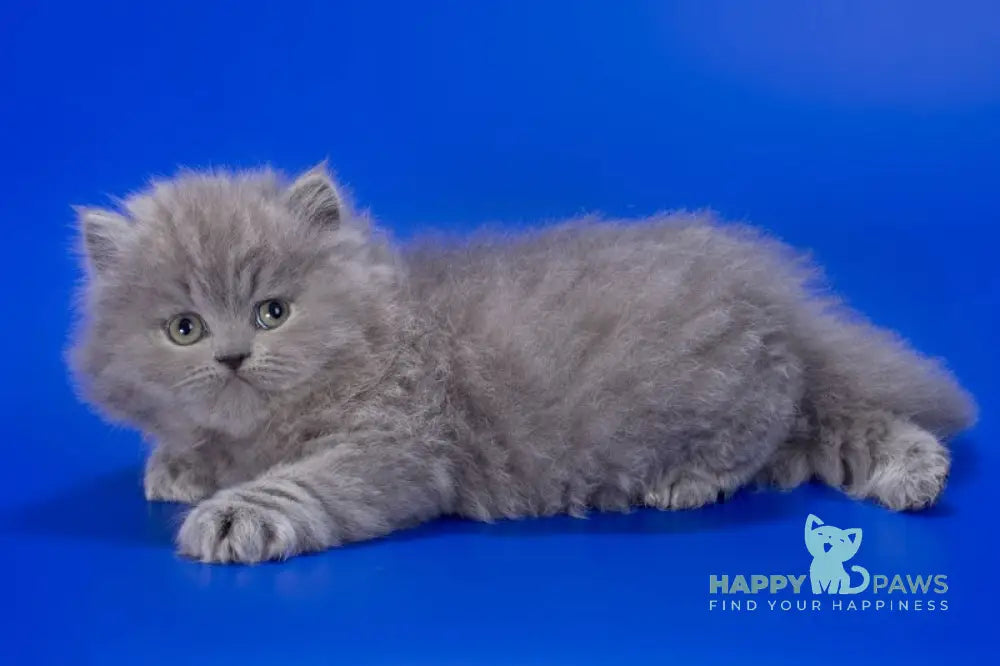 Genry British Longhair male blue live animals