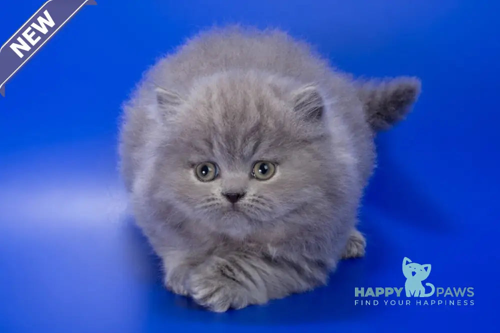 Genry British Longhair male blue live animals