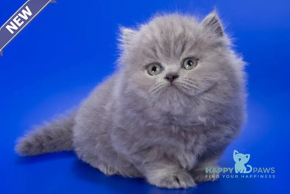 Genry British Longhair male blue live animals