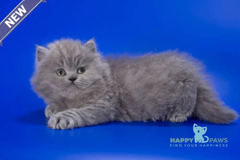 Genry British Longhair male blue live animals
