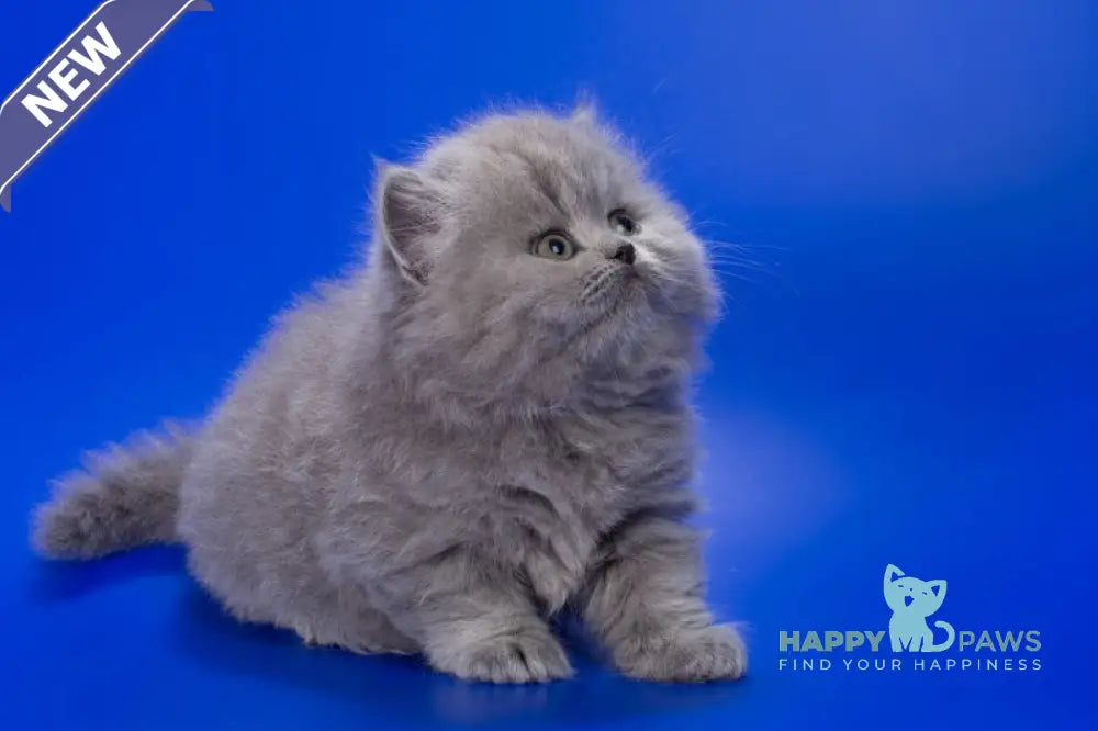 Genry British Longhair male blue live animals