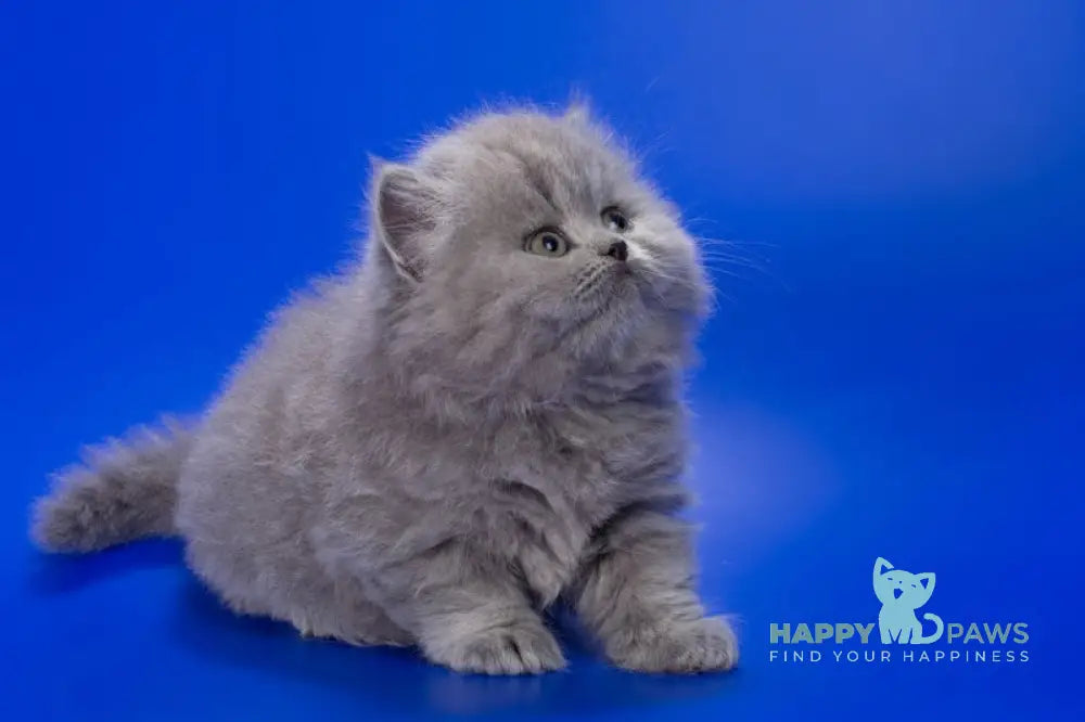 Genry British Longhair male blue live animals