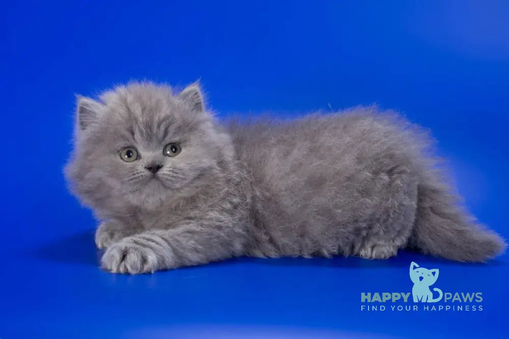 Genry British Longhair male blue live animals