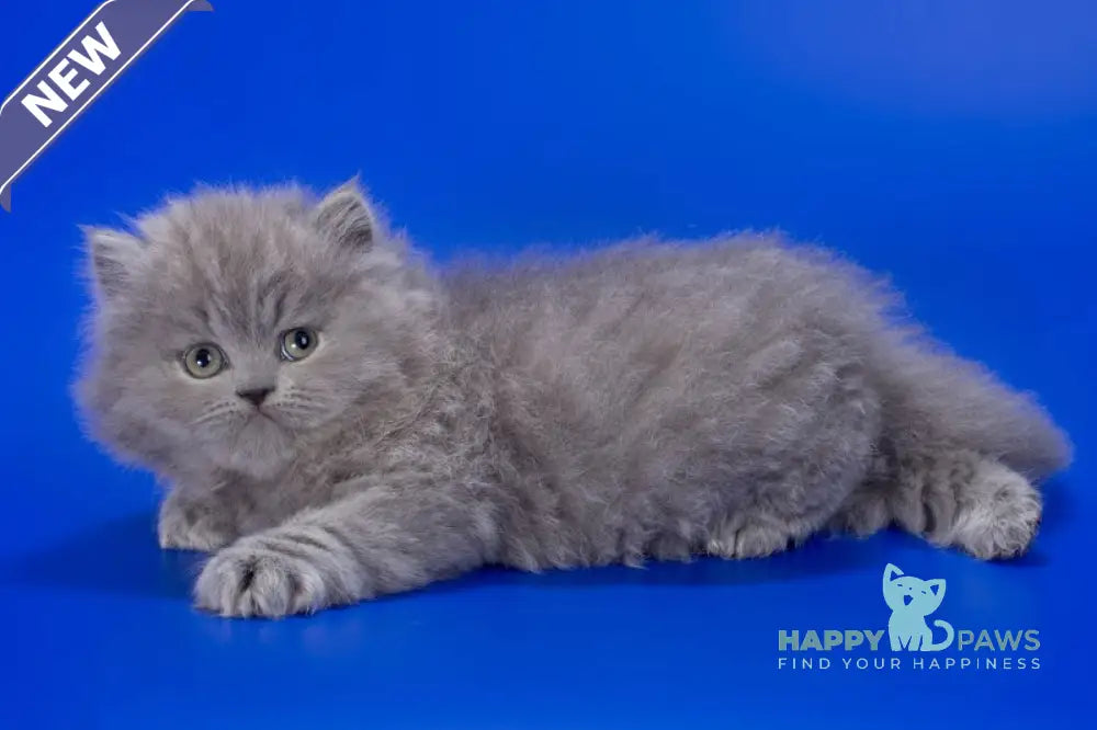 Genry British Longhair male blue live animals
