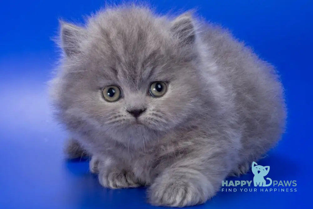 Genry British Longhair male blue live animals