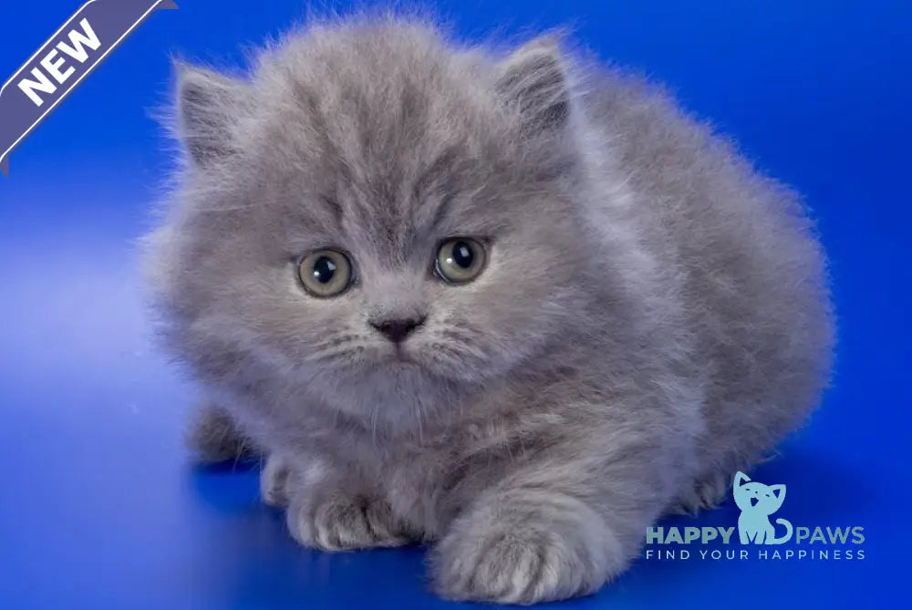 Genry British Longhair male blue live animals