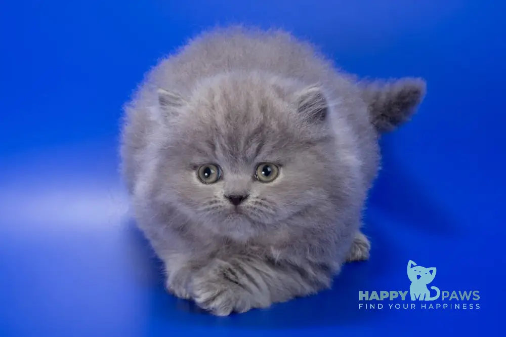 Genry British Longhair male blue live animals