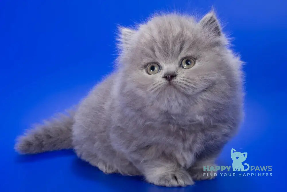 Genry British Longhair male blue live animals