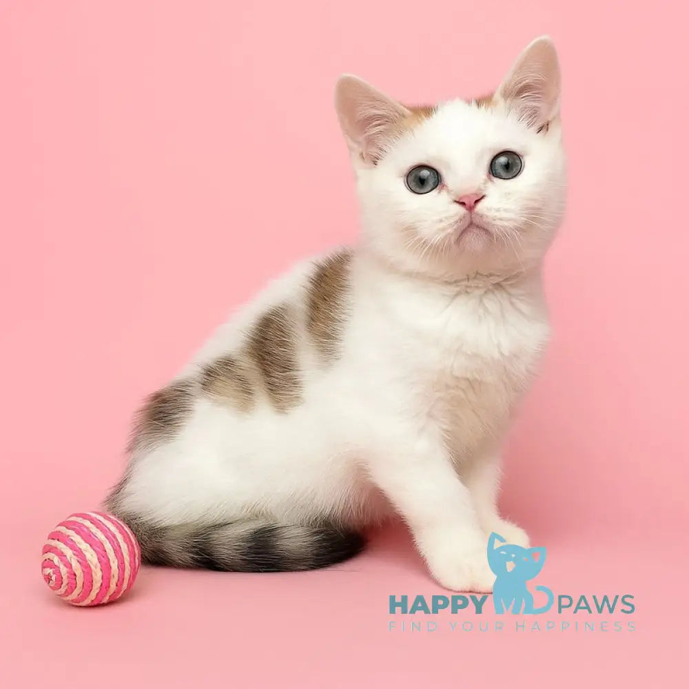 Genry British Shorthair male black spotted tabby bicolour live animals