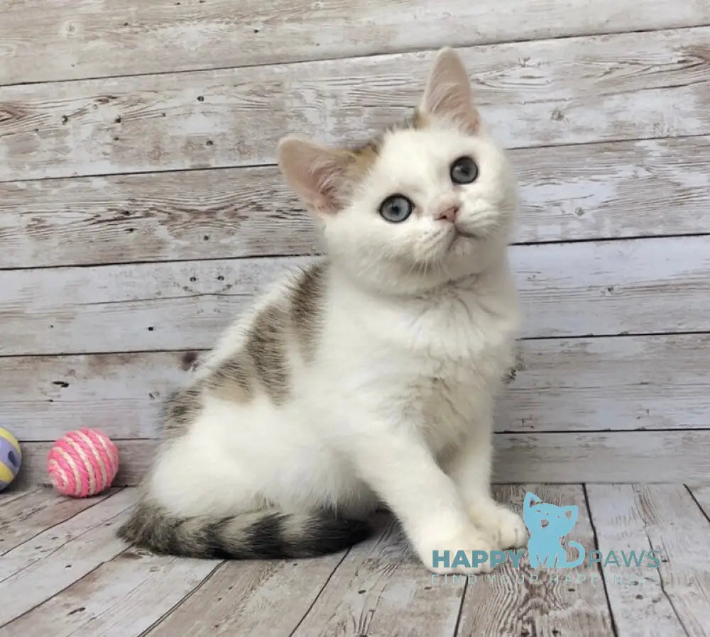 Genry British Shorthair male black spotted tabby bicolour live animals