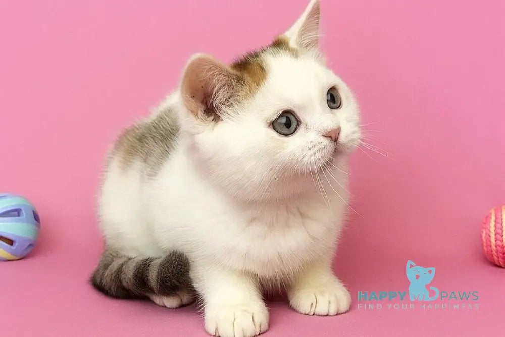 Genry British Shorthair male black spotted tabby bicolour live animals