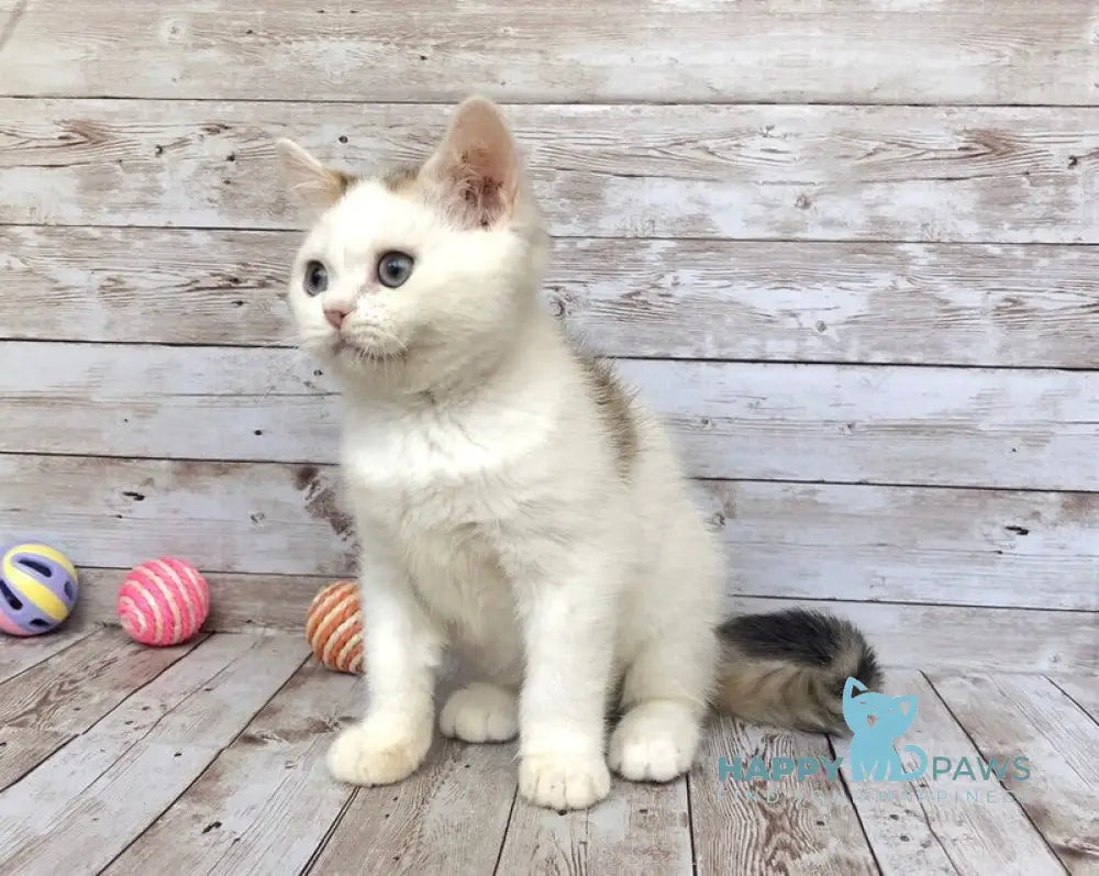 Genry British Shorthair male black spotted tabby bicolour live animals