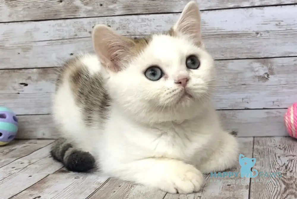 Genry British Shorthair male black spotted tabby bicolour live animals
